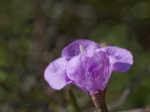 Slenderleaf false foxglove